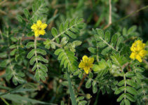 tribulus_terrestris