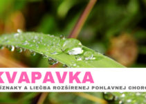 kvapavka