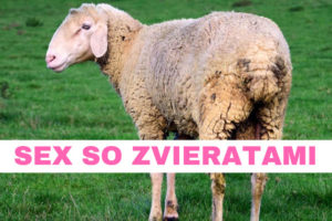 sex so zvieratami