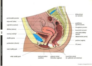 ženské pohlavné orgány