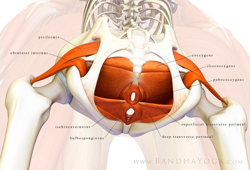anatómia mužského panvového dna