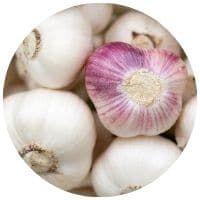 Cesnak siaty, účinky na prostatu