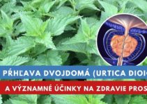 Pŕhľava dvojdomá, účinky na prostatu