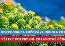 Rozchodnica ružová, účinky